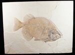 Phareodus Fossil Fish #10814-3